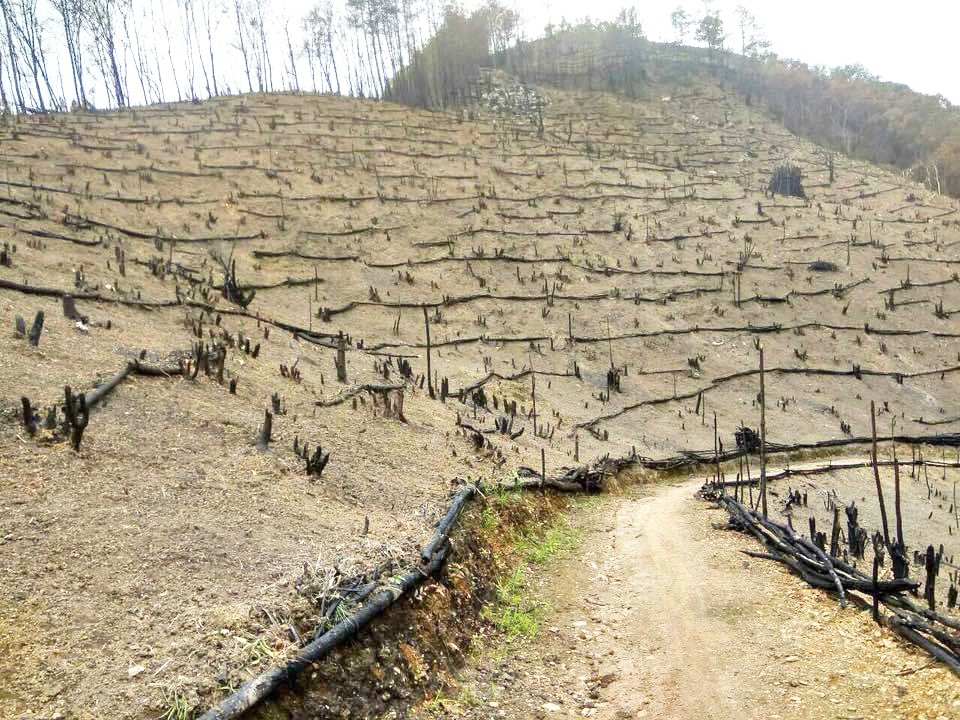 This photograph captured in Mëkheotjüv village in Myanmar talks about traditional soil conservation method. Charred logs are laid across the slope so that upper layer of soil is prevented from soil erosion.